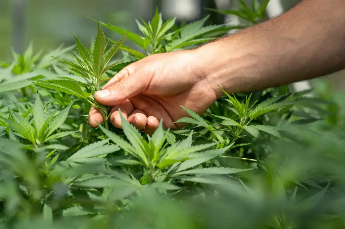 man picking a CBD plant.